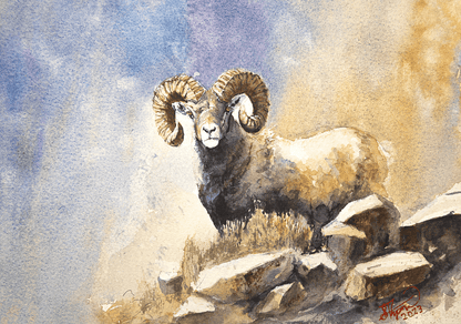 Big Horn Ram - PRINT