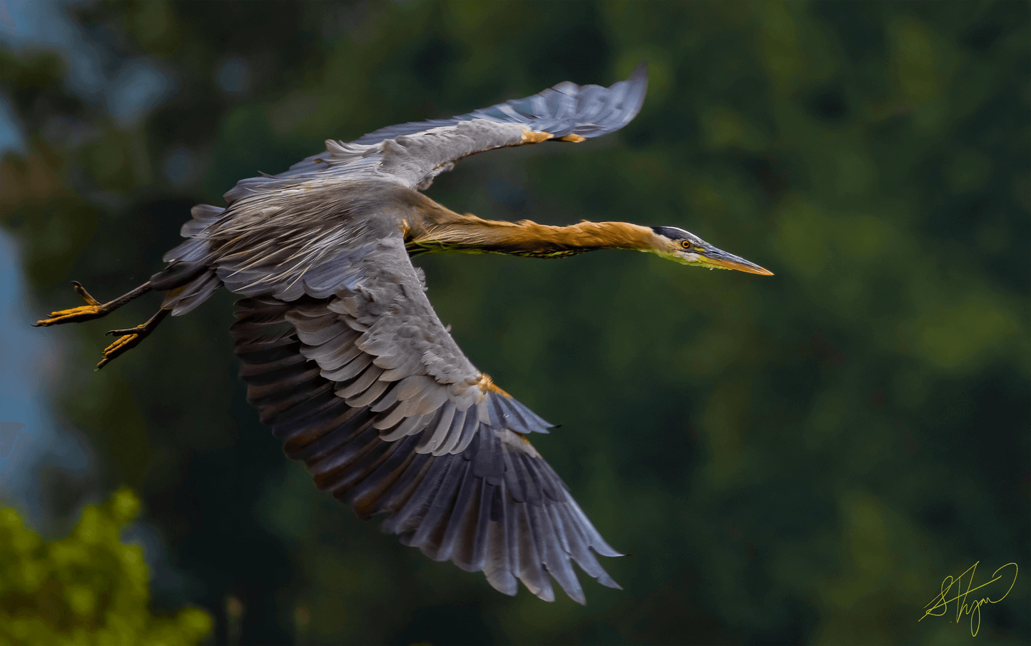 Flying Blue Heron - PRINT