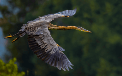 Flying Blue Heron - PRINT